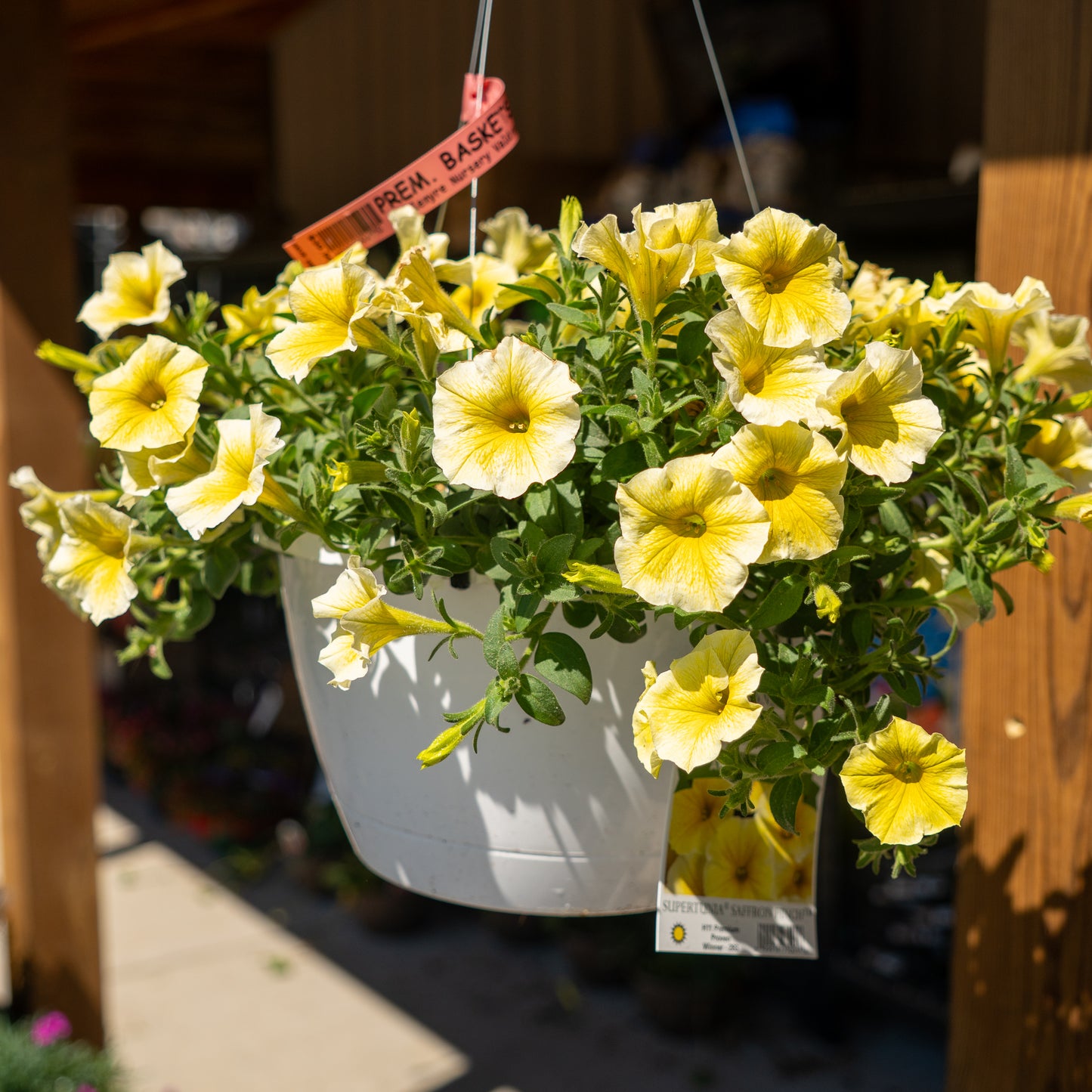 Annual Hanging Basket Premium 12.5