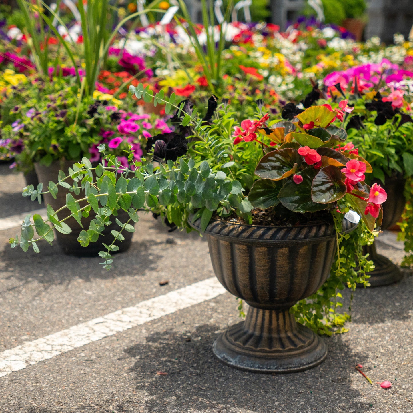 Annual Decorative Pots