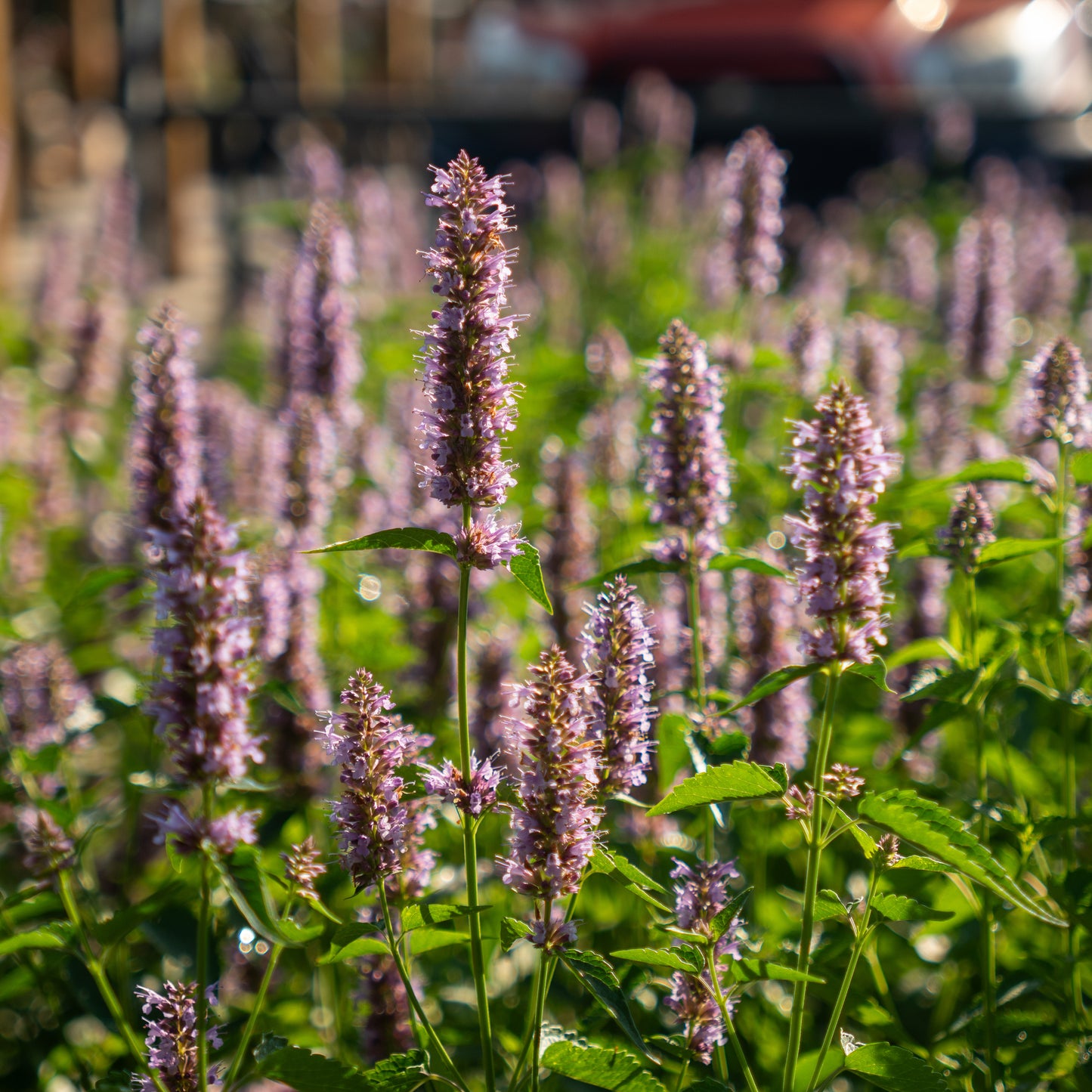 Agastache 1 Gallon