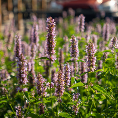 Agastache 1 Gallon