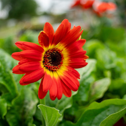 Gerbera Daisy 1 Gallon