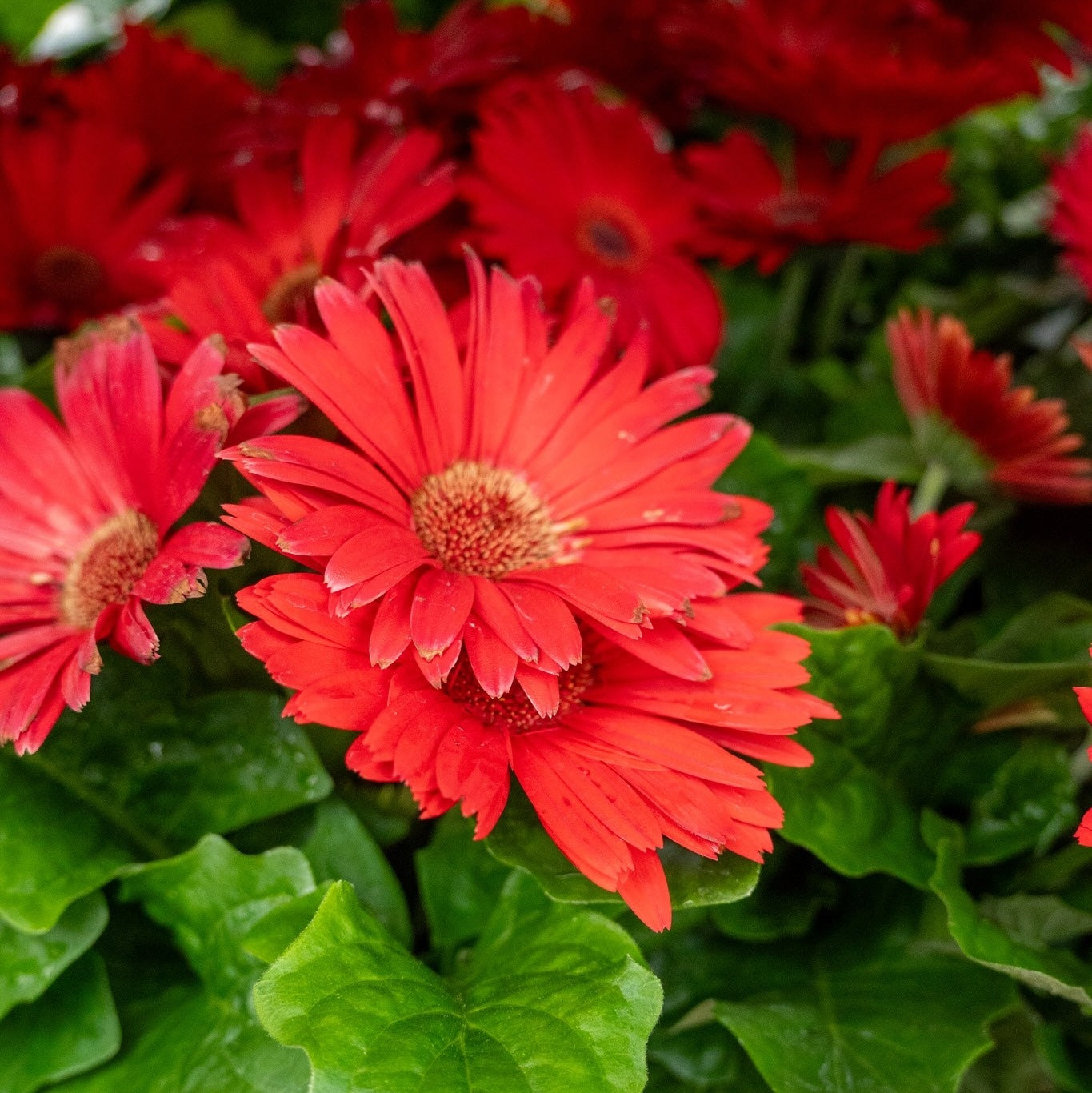 Gerbera Daisy 1 Gallon