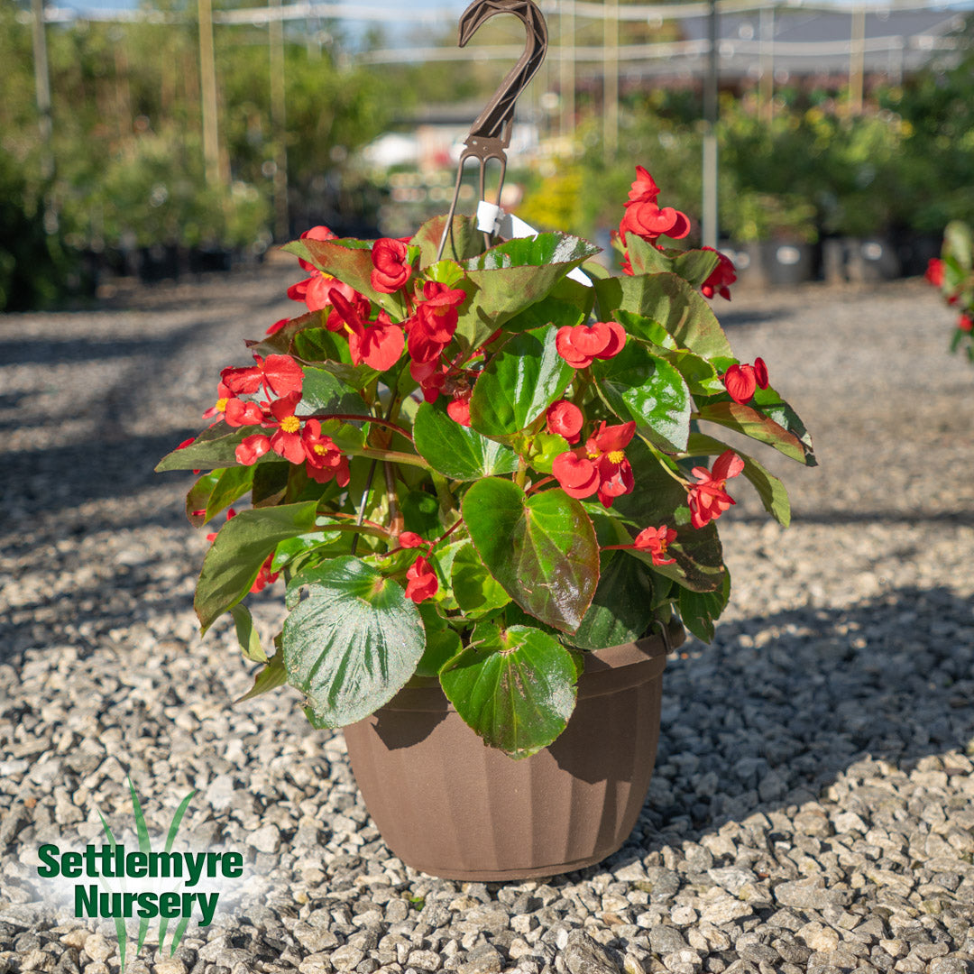Hanging Basket Assortments