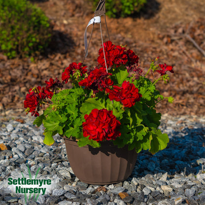 Hanging Basket Assortments