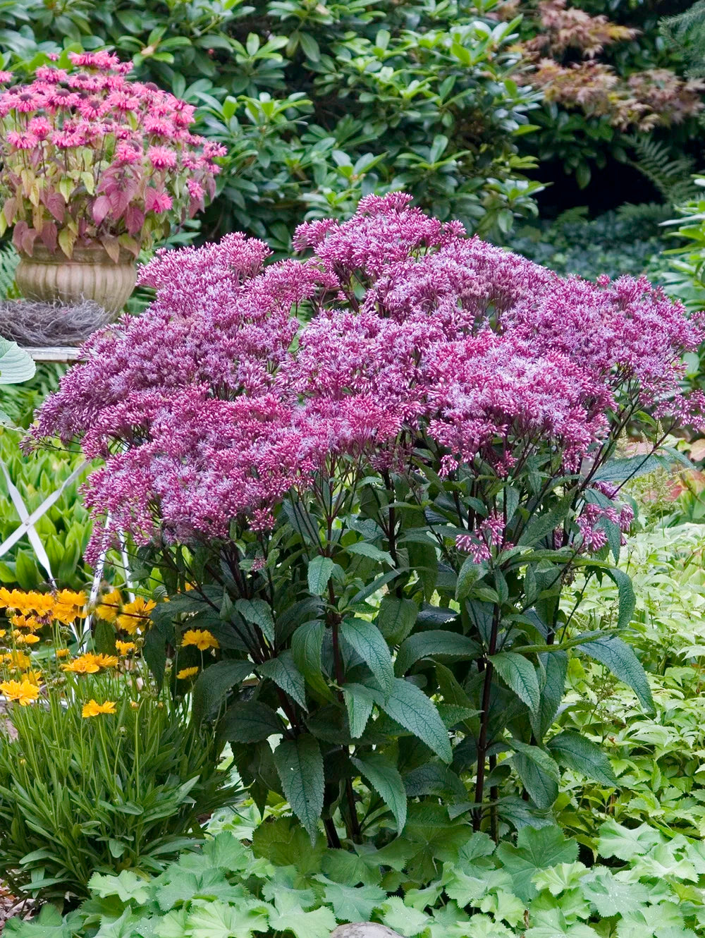 Little Joe Pye Weed