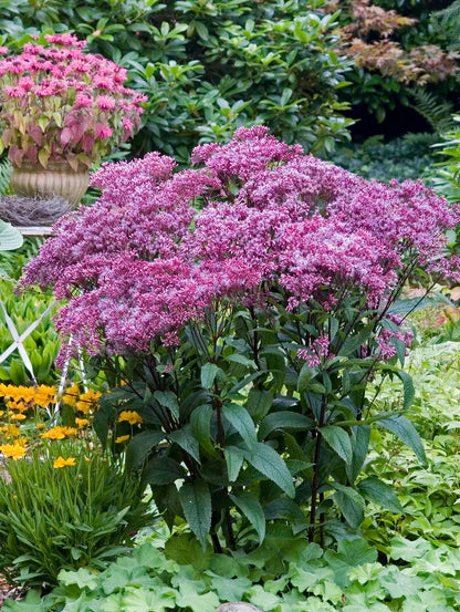 Little Joe Pye Weed