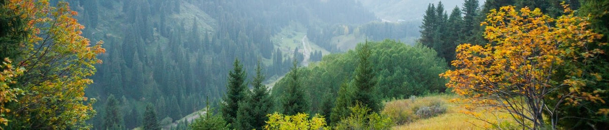 Settlemyre Nursery grows the healthiest plants alive.