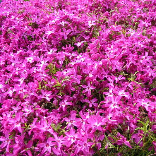 Creeping Phlox Crimson Beauty