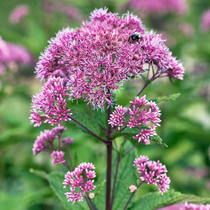 Little Joe Pye Weed