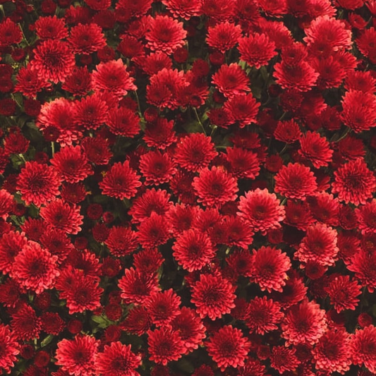 Mum Staviski Red 12"