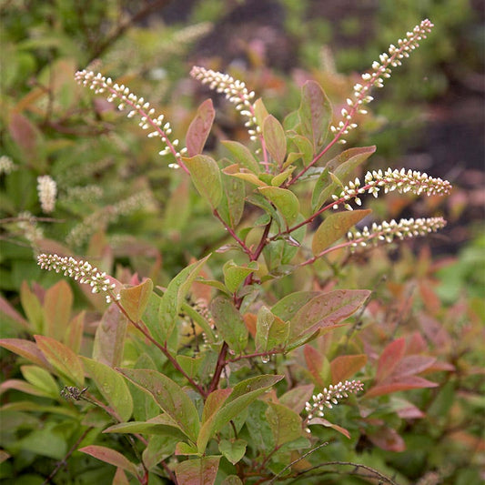 Itea Henrys Garnet