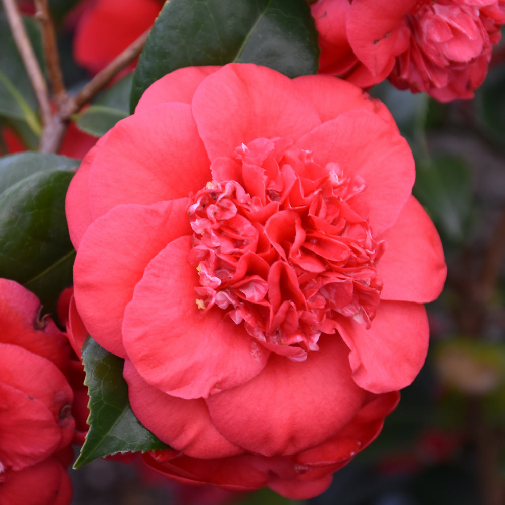 Camellia April Tryst Red